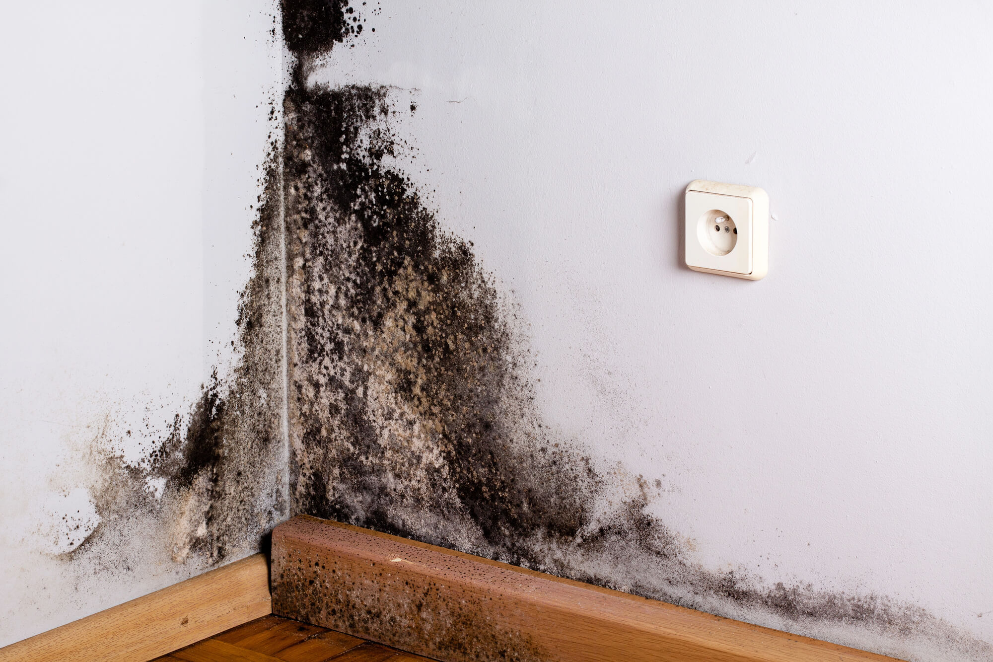 moldy wall needing leak repairs seattle